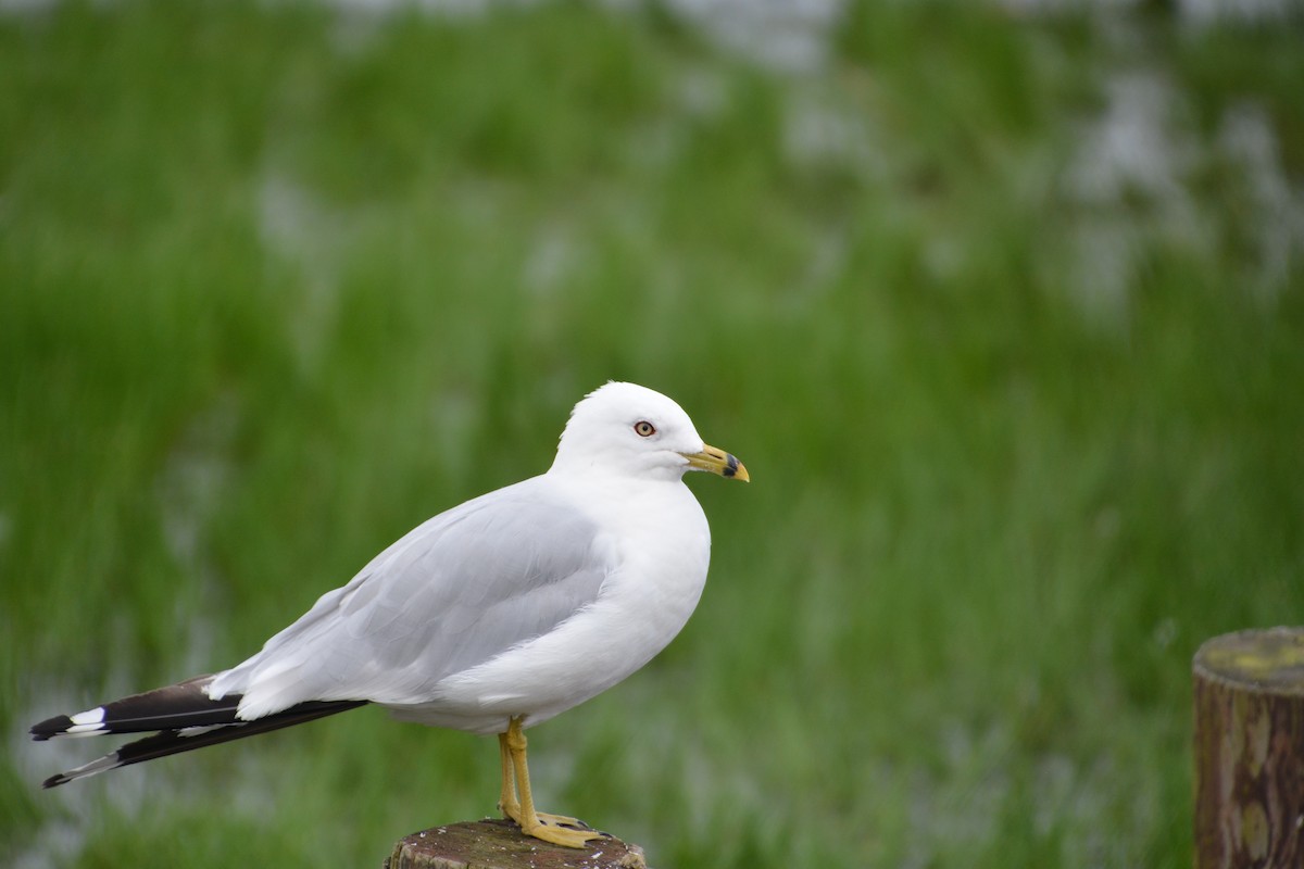 Ring-billed Gull - Jeremy Collison