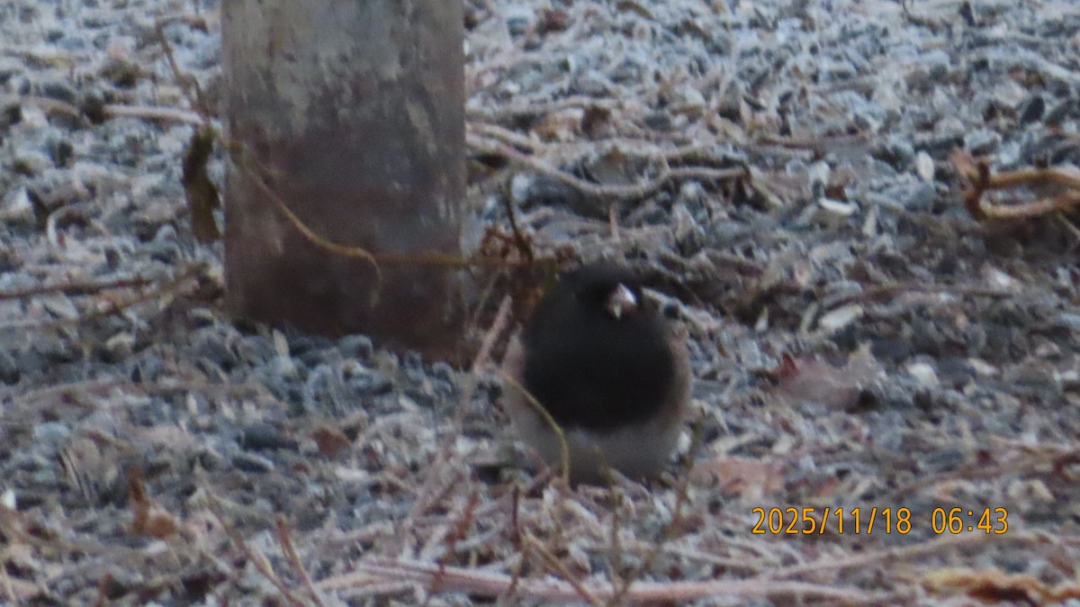 Dark-eyed Junco (Oregon) - ML645480116