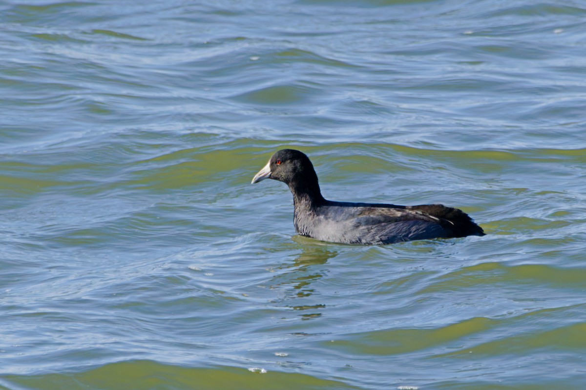 American Coot - ML645480117