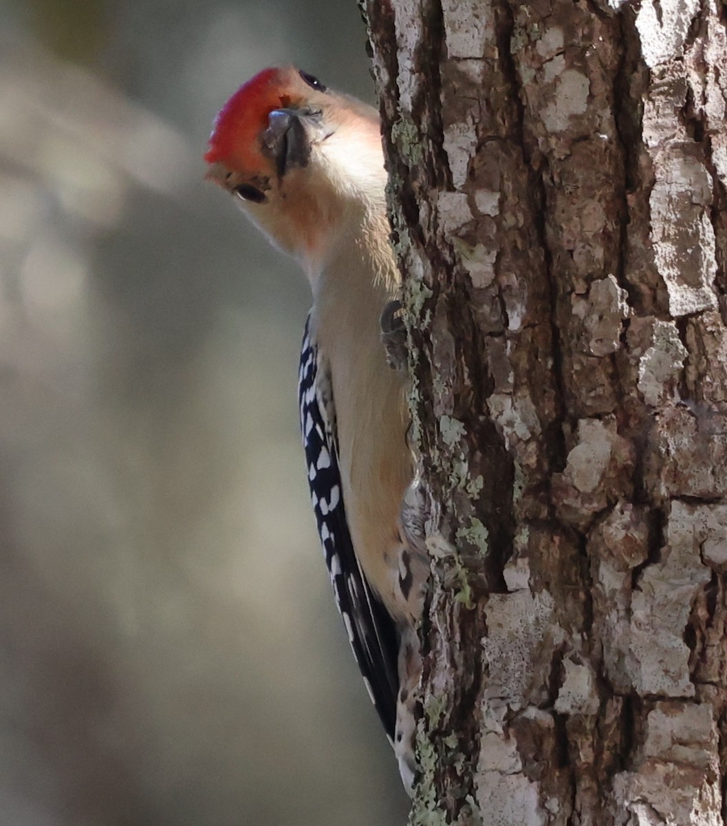 Red-bellied Woodpecker - ML645480120