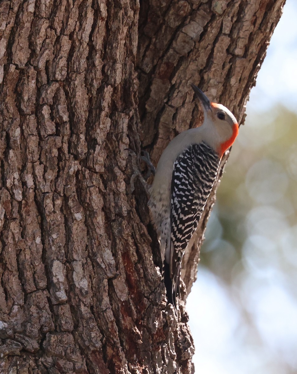 Red-bellied Woodpecker - ML645480121