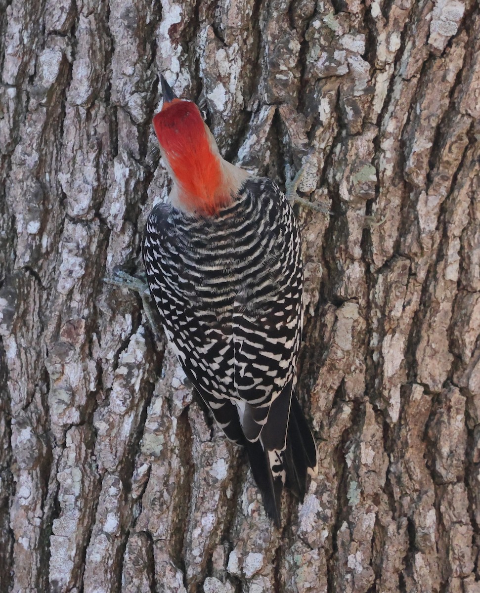 Red-bellied Woodpecker - ML645480122