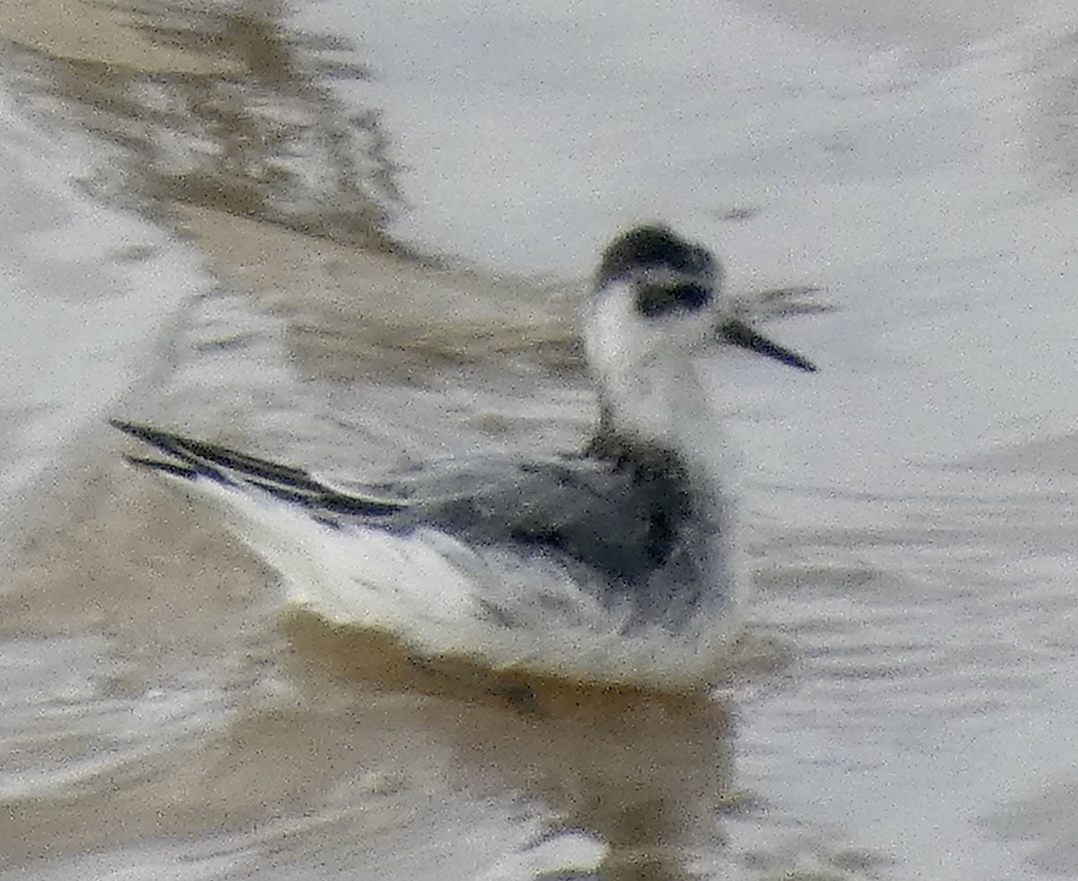 Red Phalarope - ML645480125