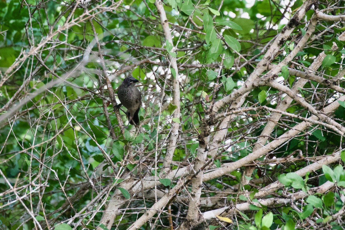 Scaly Babbler - ML645480131