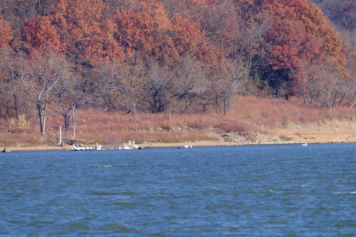 American White Pelican - ML645480135