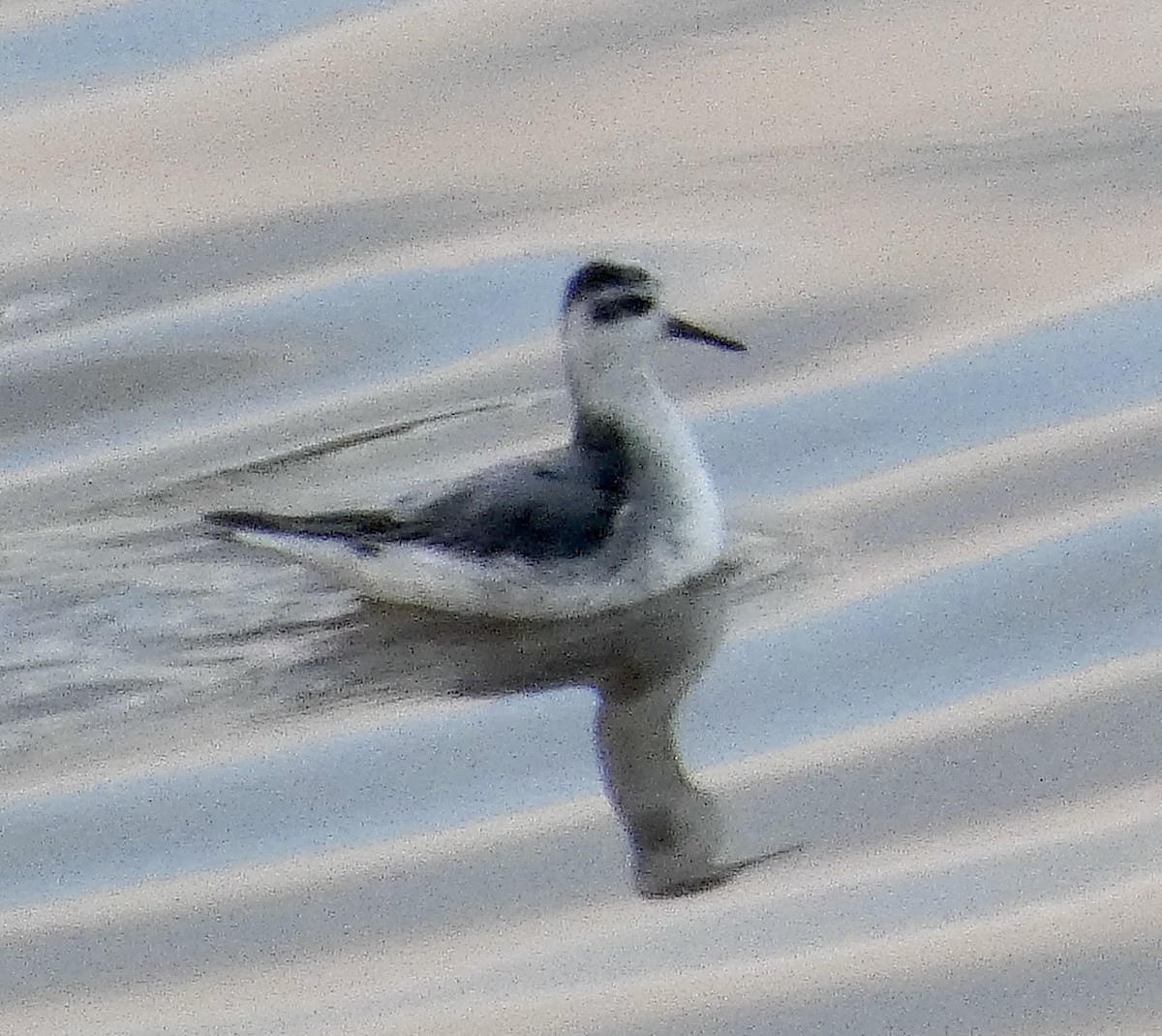Red Phalarope - ML645480137