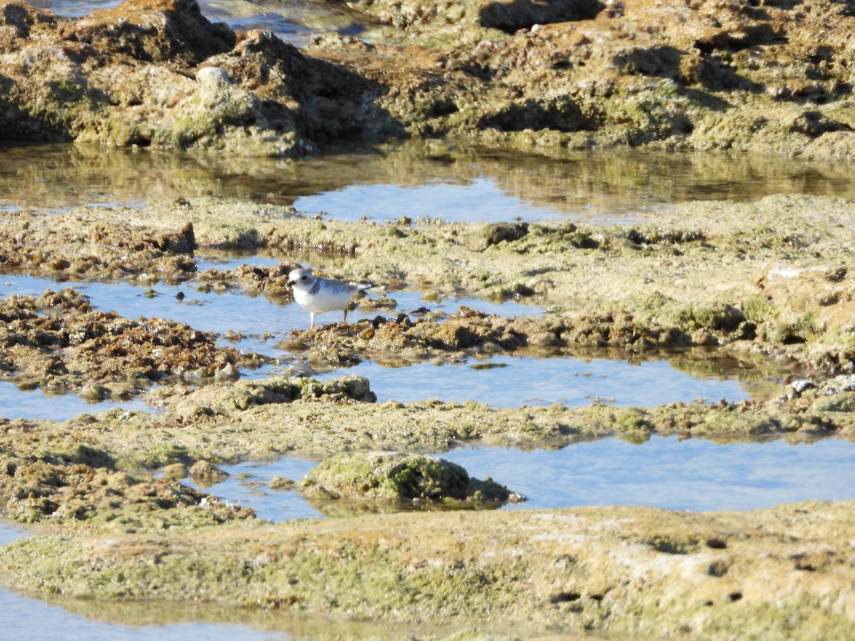 フエコチドリ - ML645480138