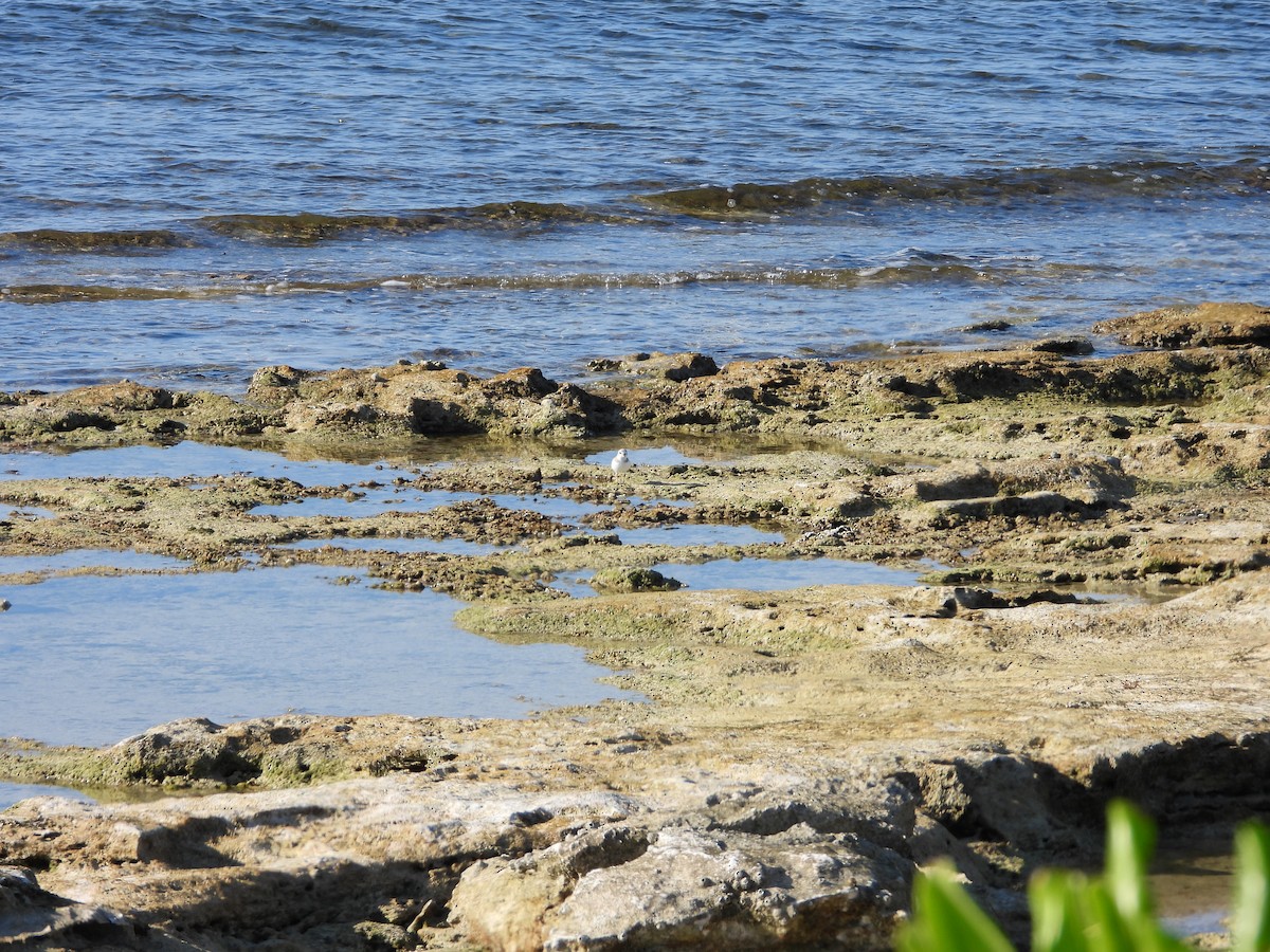 フエコチドリ - ML645480139