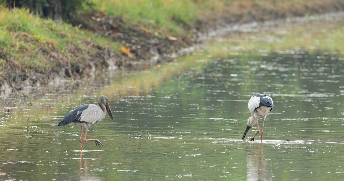 Asian Openbill - ML645480140