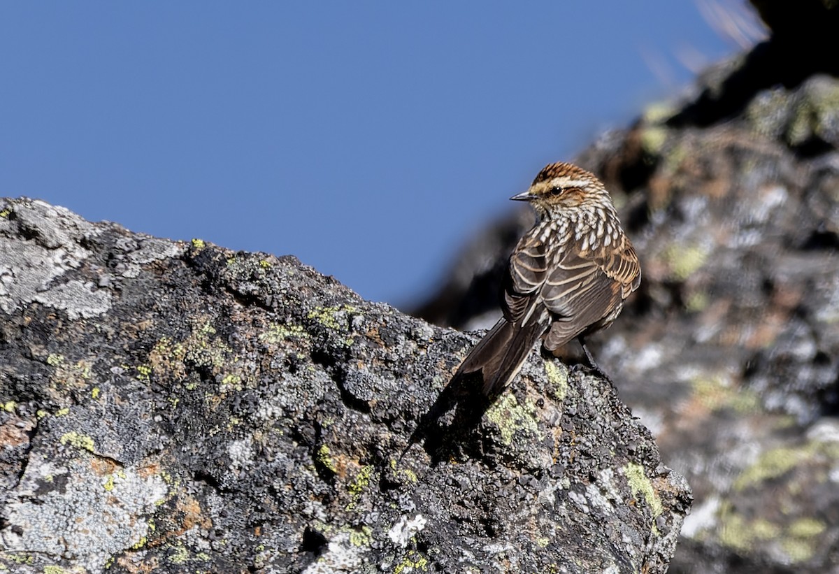 Andean Tit-Spinetail - ML645480141