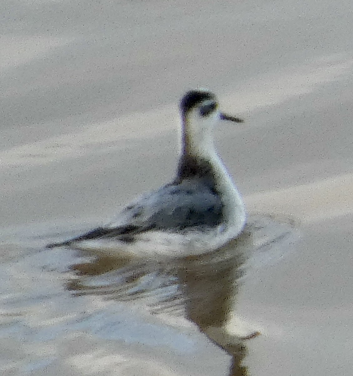 Red Phalarope - ML645480154