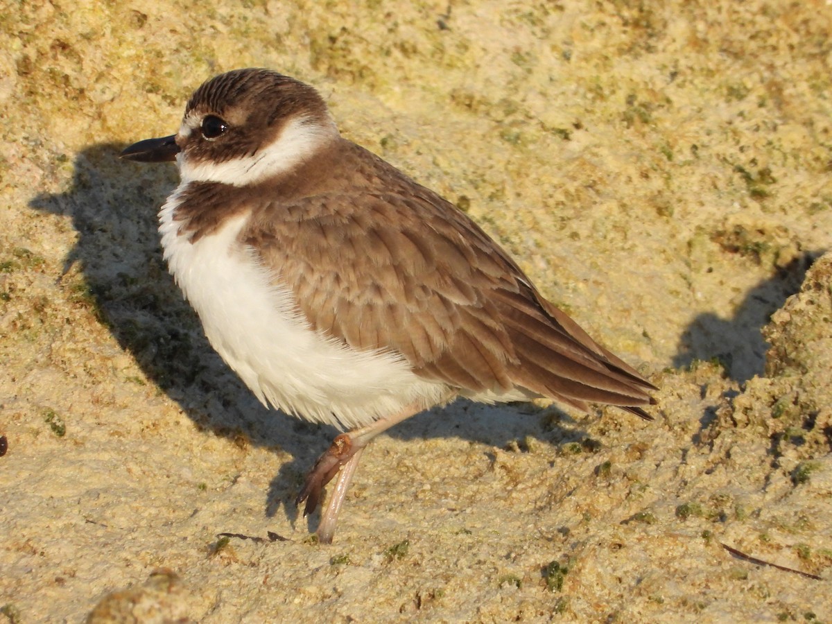 ウィルソンチドリ - ML645480163