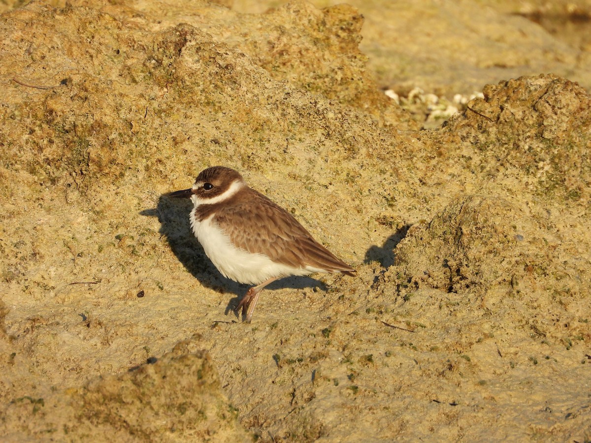 ウィルソンチドリ - ML645480164