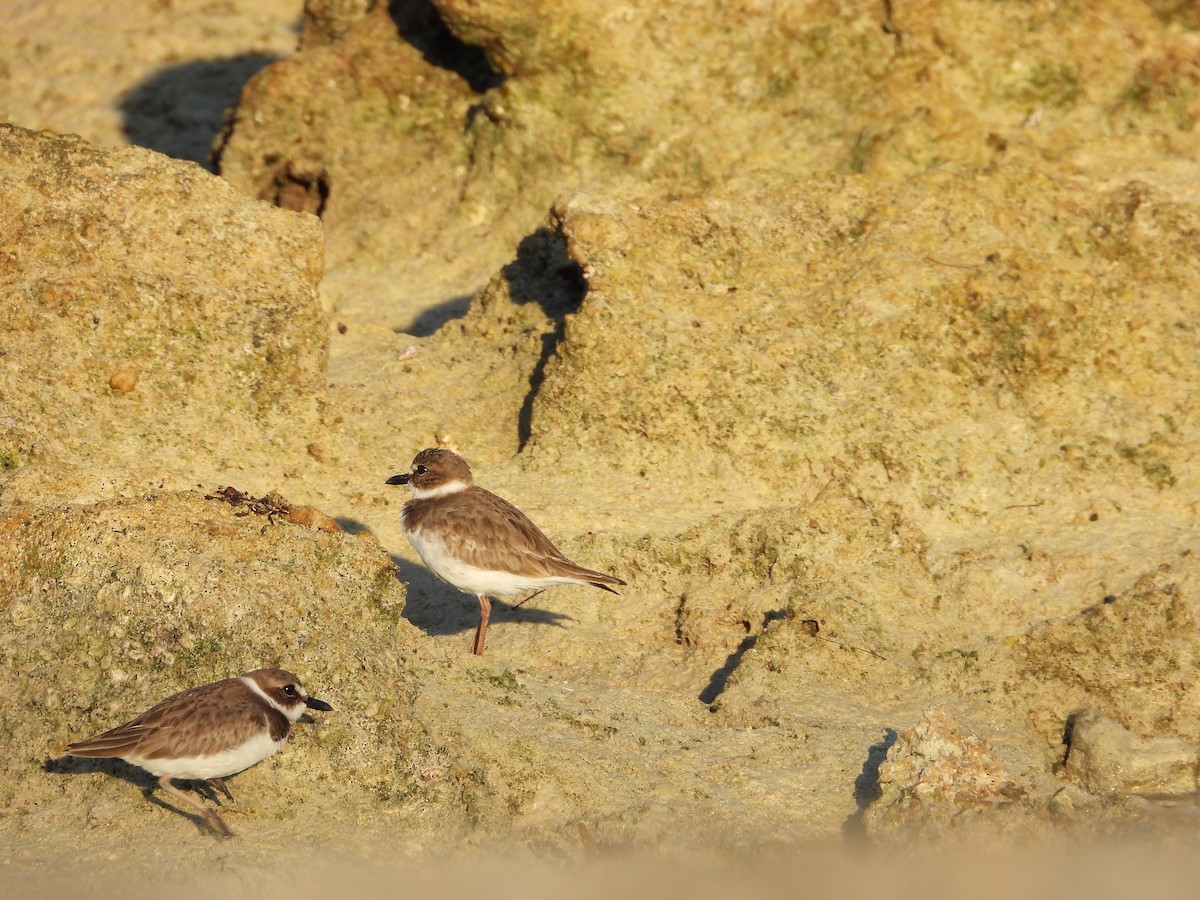 ウィルソンチドリ - ML645480165