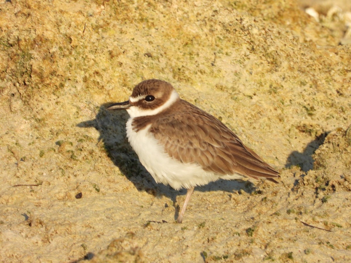 ウィルソンチドリ - ML645480166