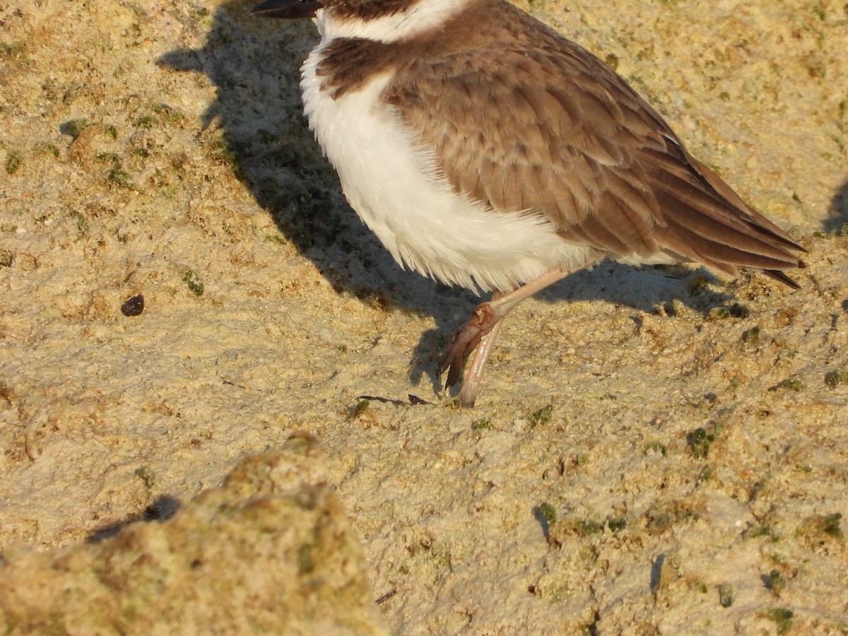 ウィルソンチドリ - ML645480167