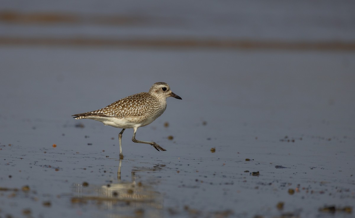 Pivieressa - ML645480168