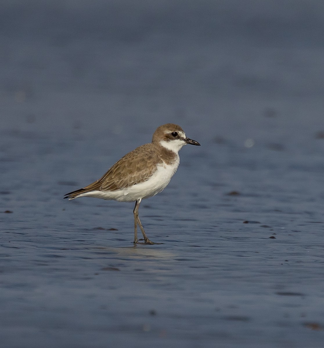 Corriere di Leschenault - ML645480176