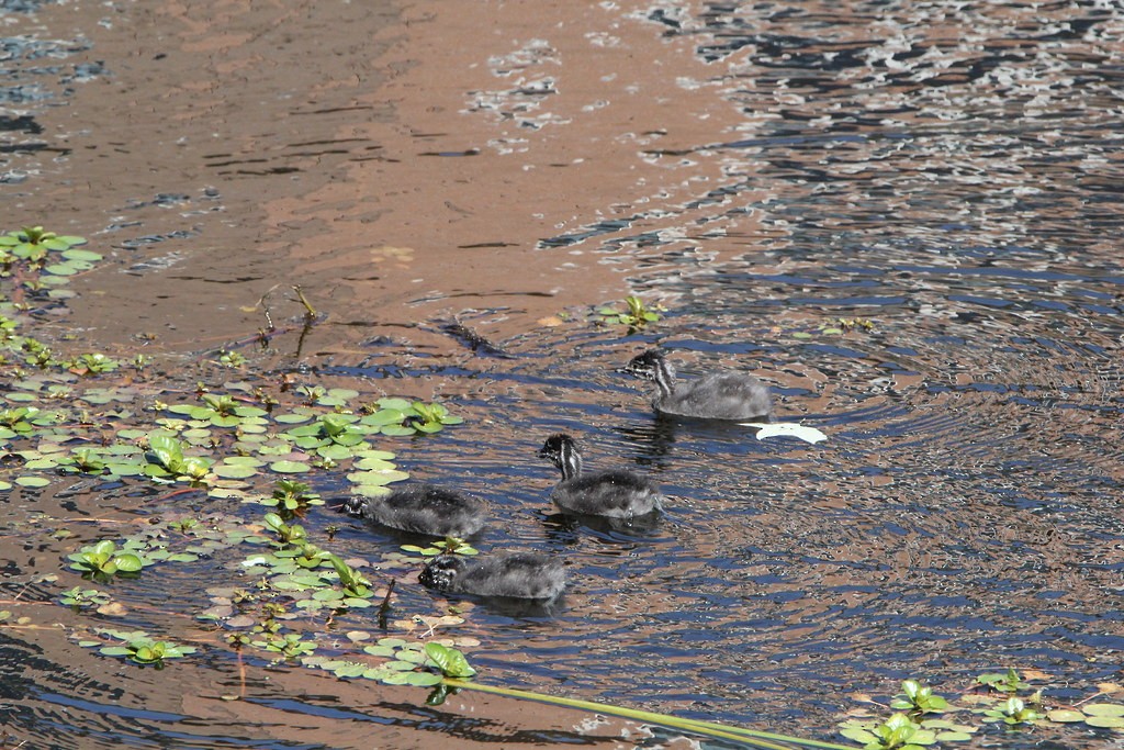 Least Grebe - ML645480193