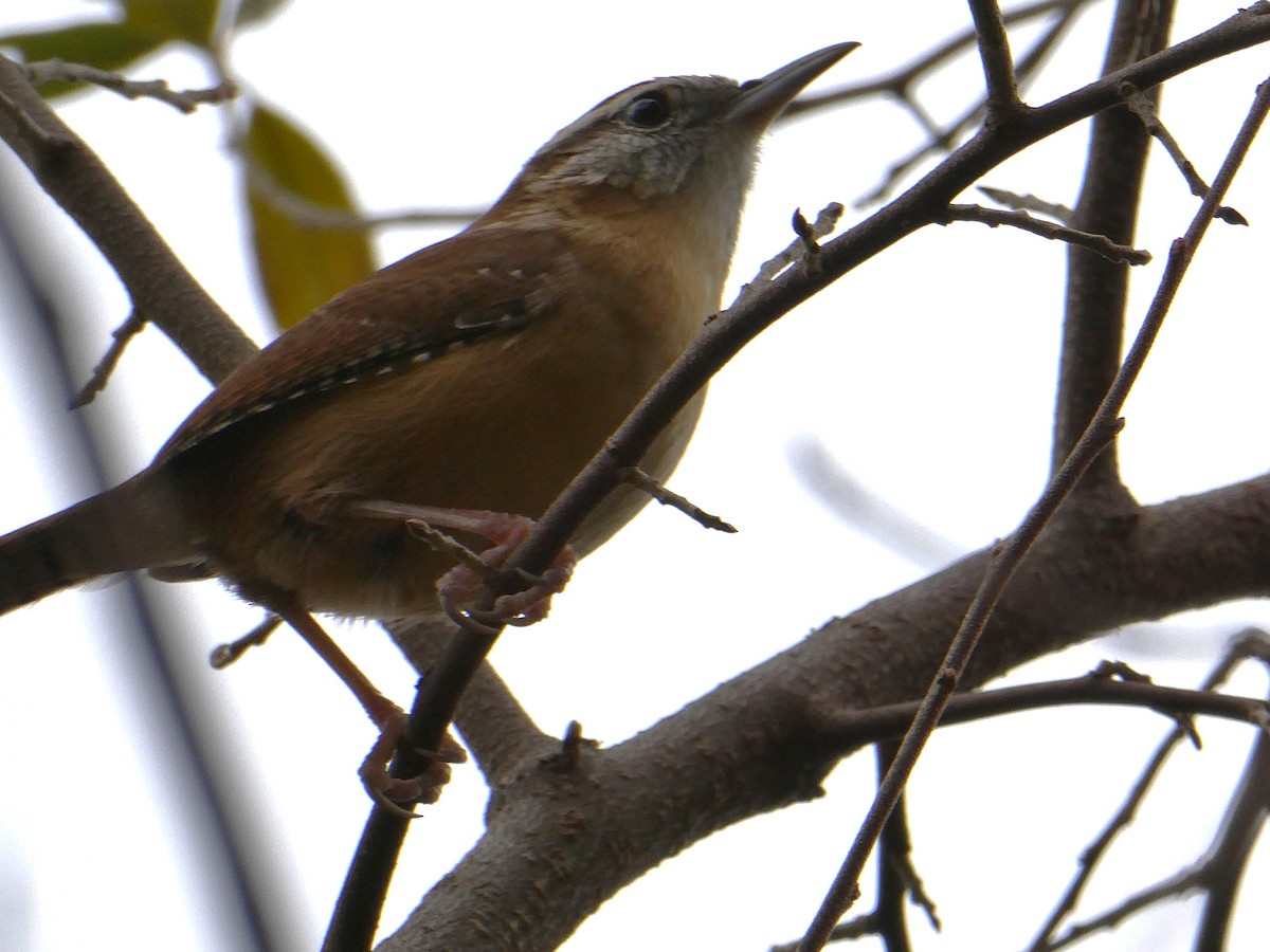 Carolina Wren - ML645480203