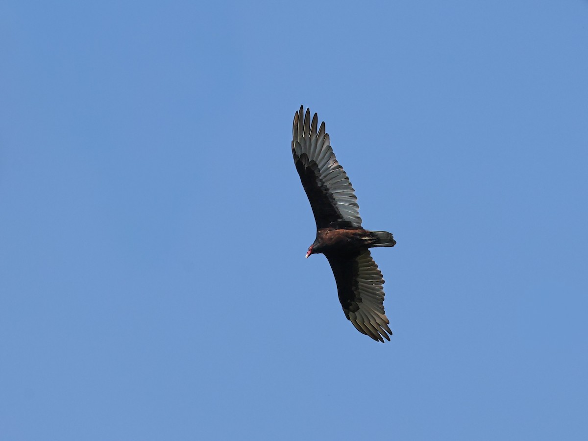 Turkey Vulture - ML645480209
