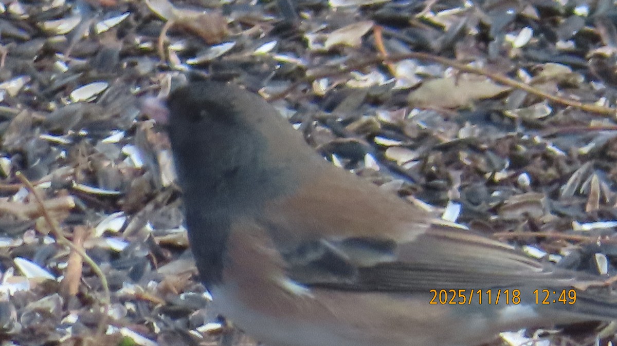 Dark-eyed Junco (Oregon) - ML645480210