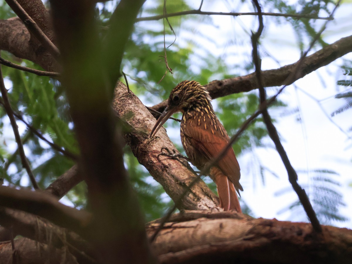 Ivory-billed Woodcreeper - ML645480217