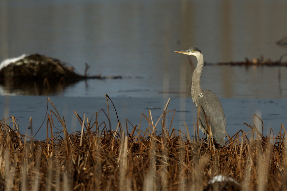 Grand Héron - ML645480221