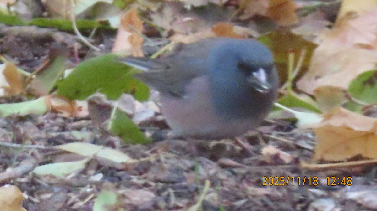 Dark-eyed Junco (Pink-sided) - ML645480222