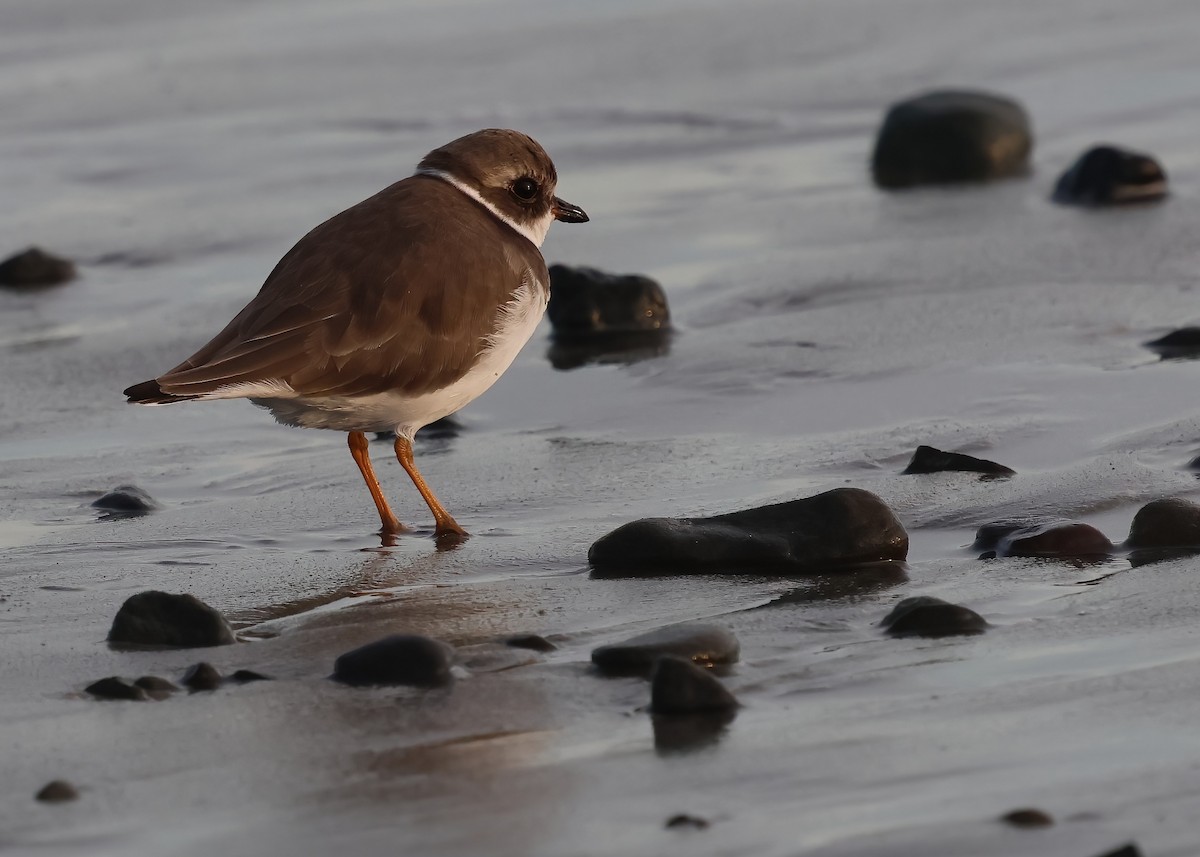 Semipalmated Plover - ML645480225