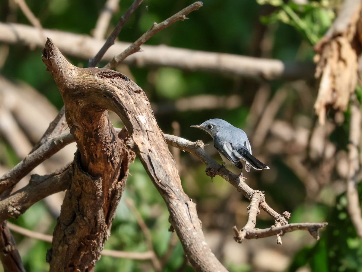 Голубая комароловка - ML645480229