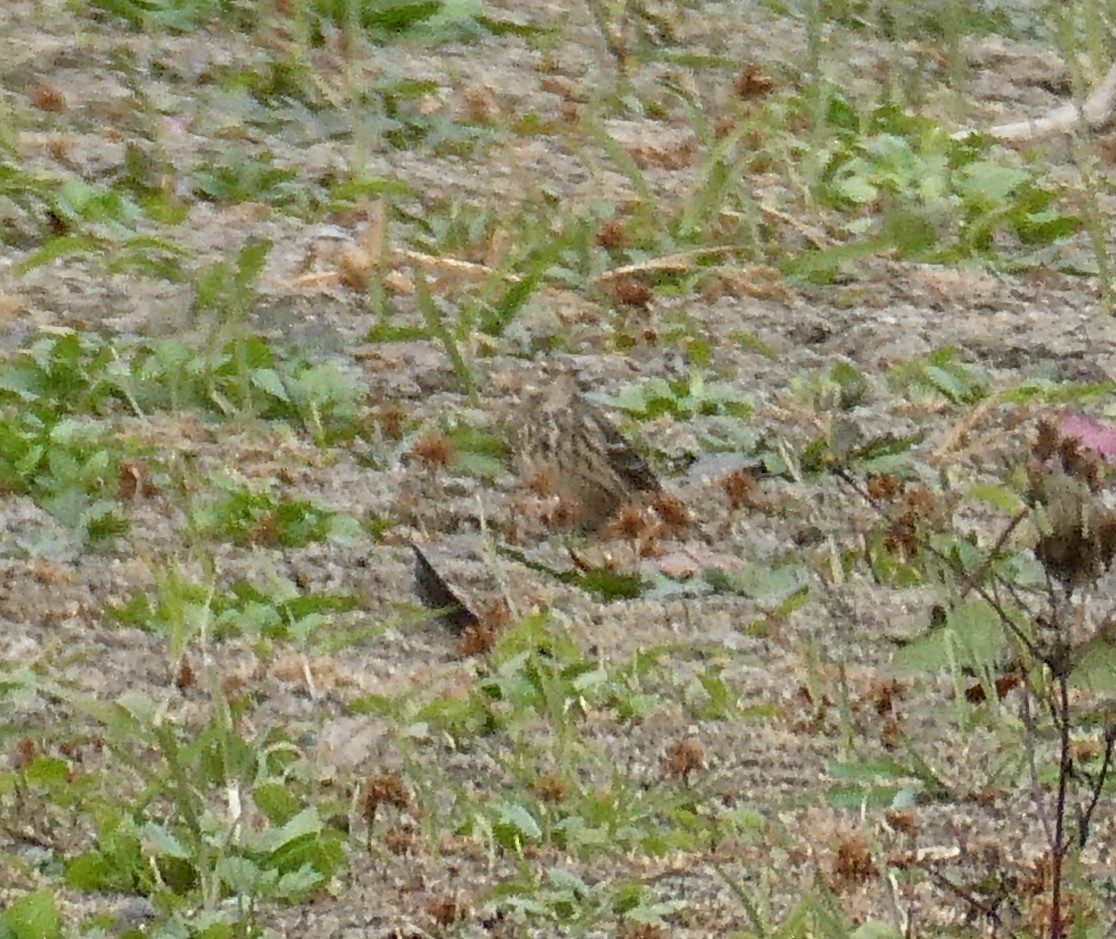 American Pipit - ML645480230