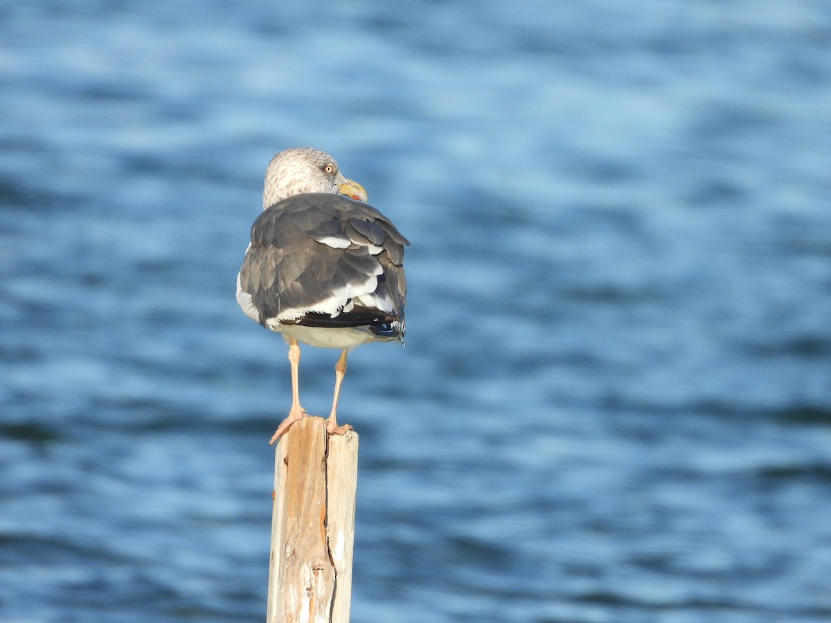 クロワカモメ - ML645480231