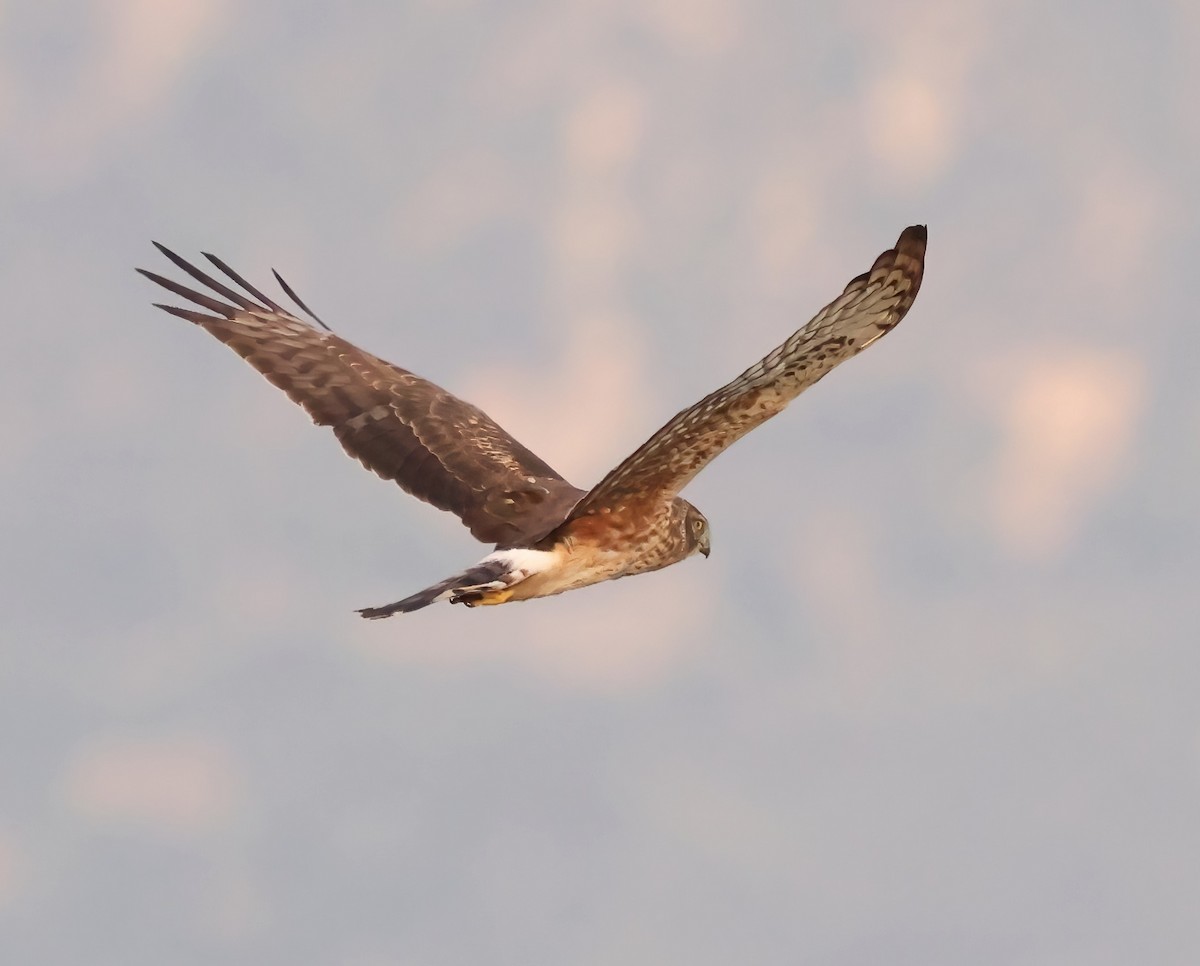 Лунь американський - ML645480234