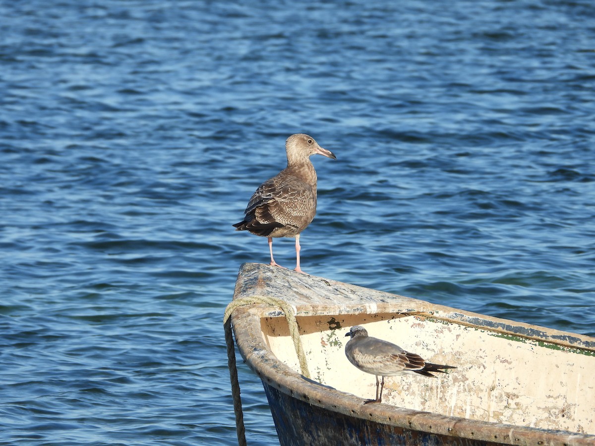 アメリカセグロカモメ - ML645480235