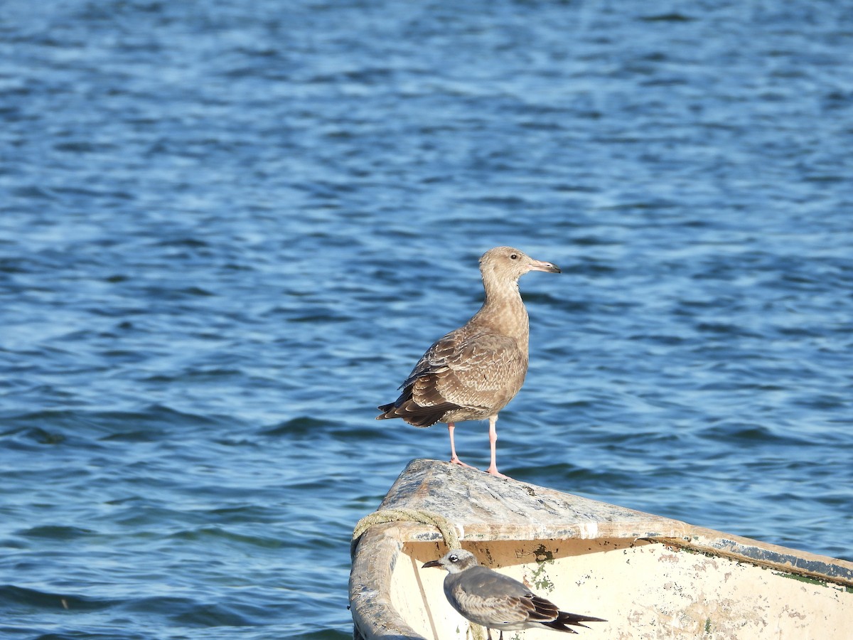 アメリカセグロカモメ - ML645480236