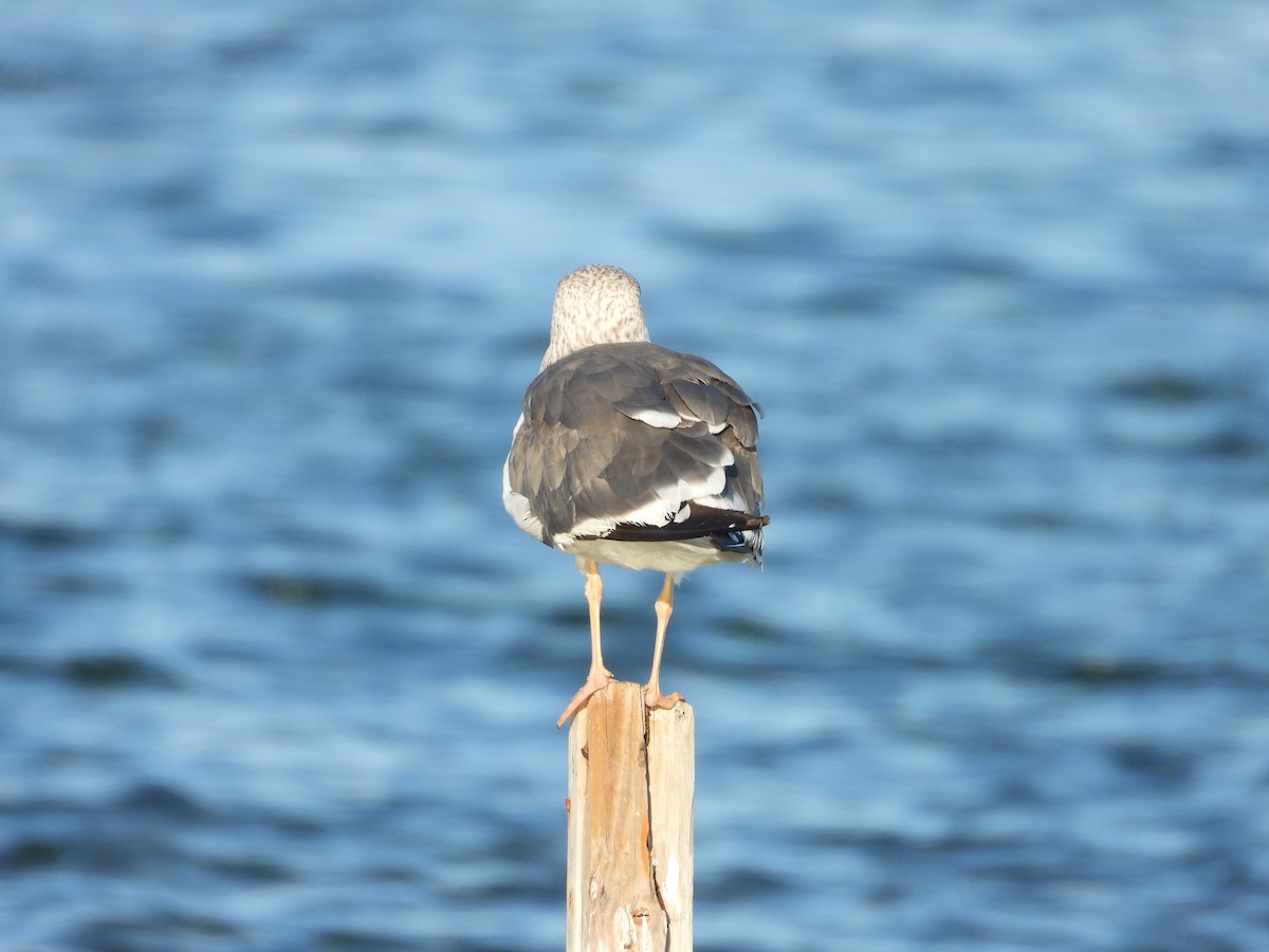 クロワカモメ - ML645480237