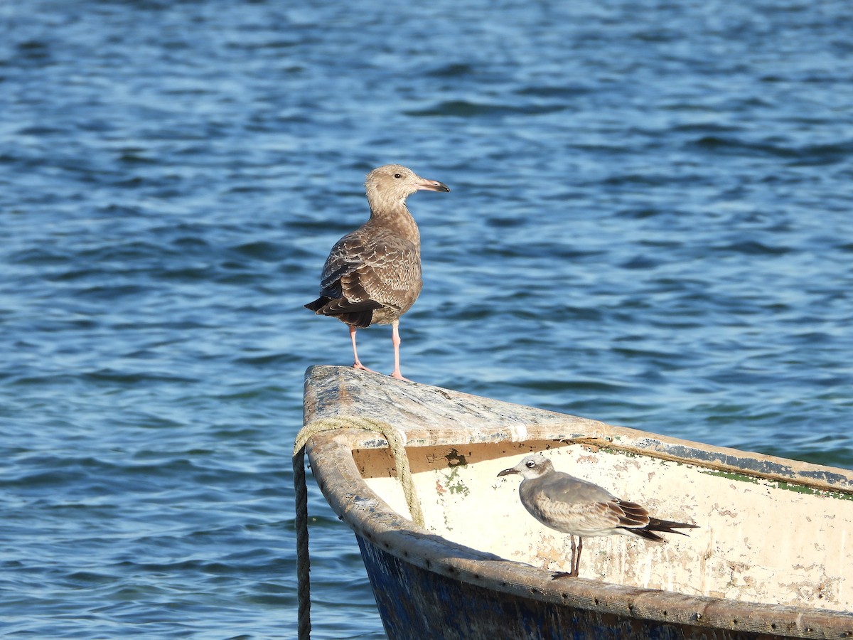 ワライカモメ - ML645480238