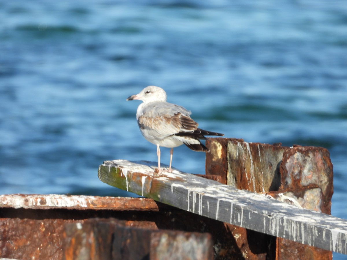 クロワカモメ - ML645480240