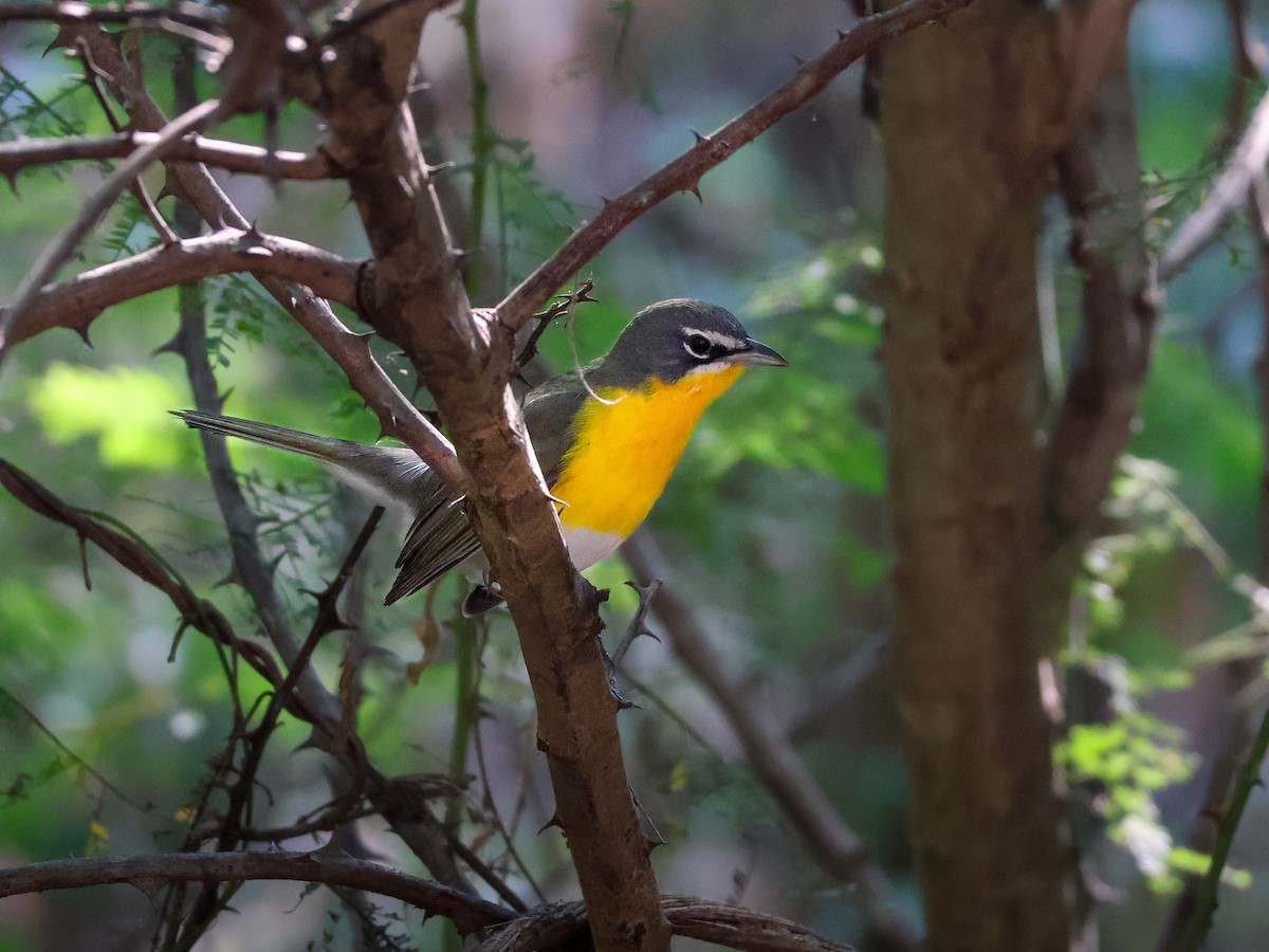 Yellow-breasted Chat - ML645480244