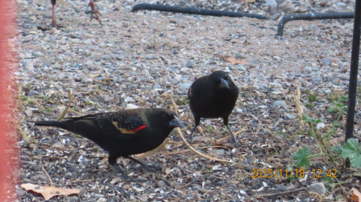 Красноплечий трупиал - ML645480246