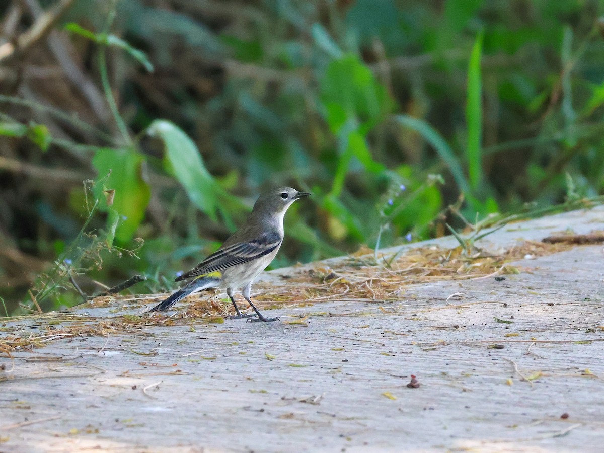 Yellow-rumped Warbler - ML645480247