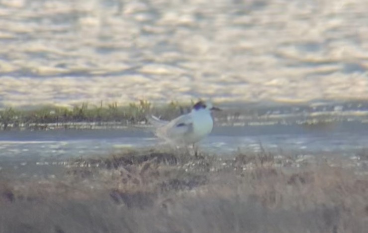 Common Tern - ML645480248