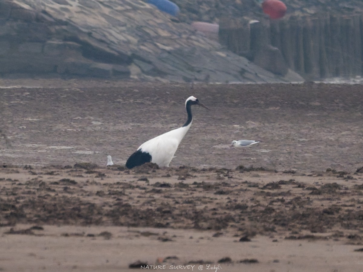 Grue du Japon - ML645480254