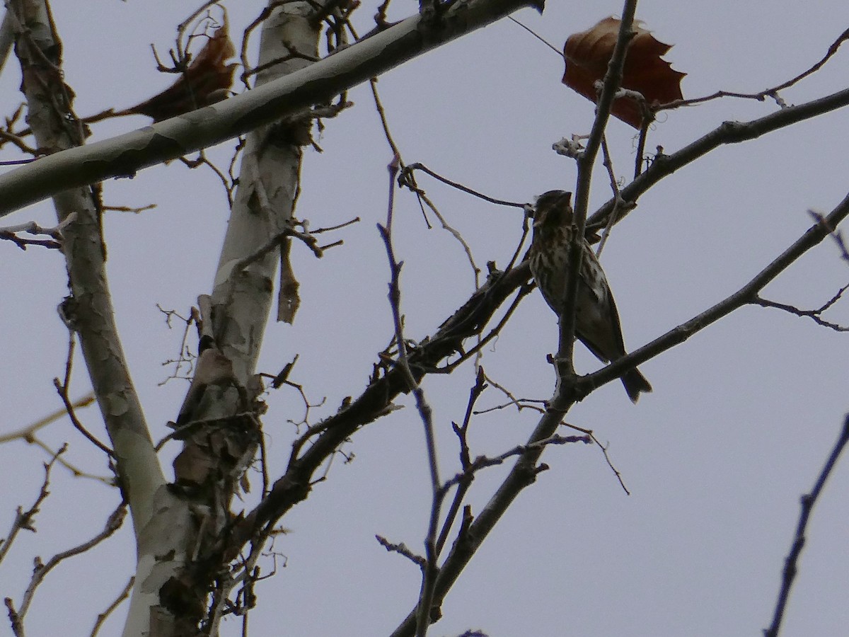 Purple Finch - ML645480262
