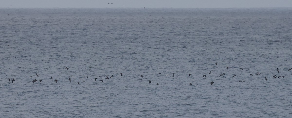 Black-vented Shearwater - ML645480264