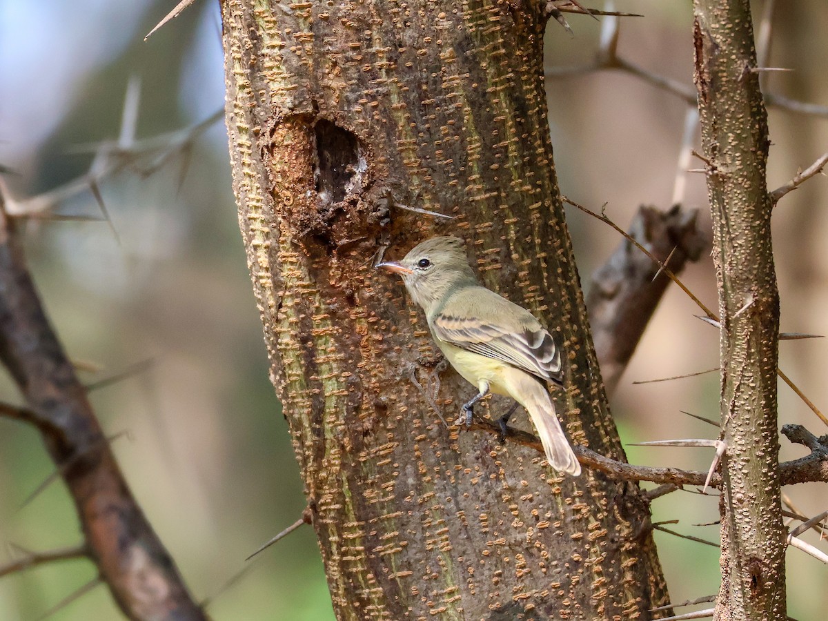 Northern Beardless-Tyrannulet - ML645480273