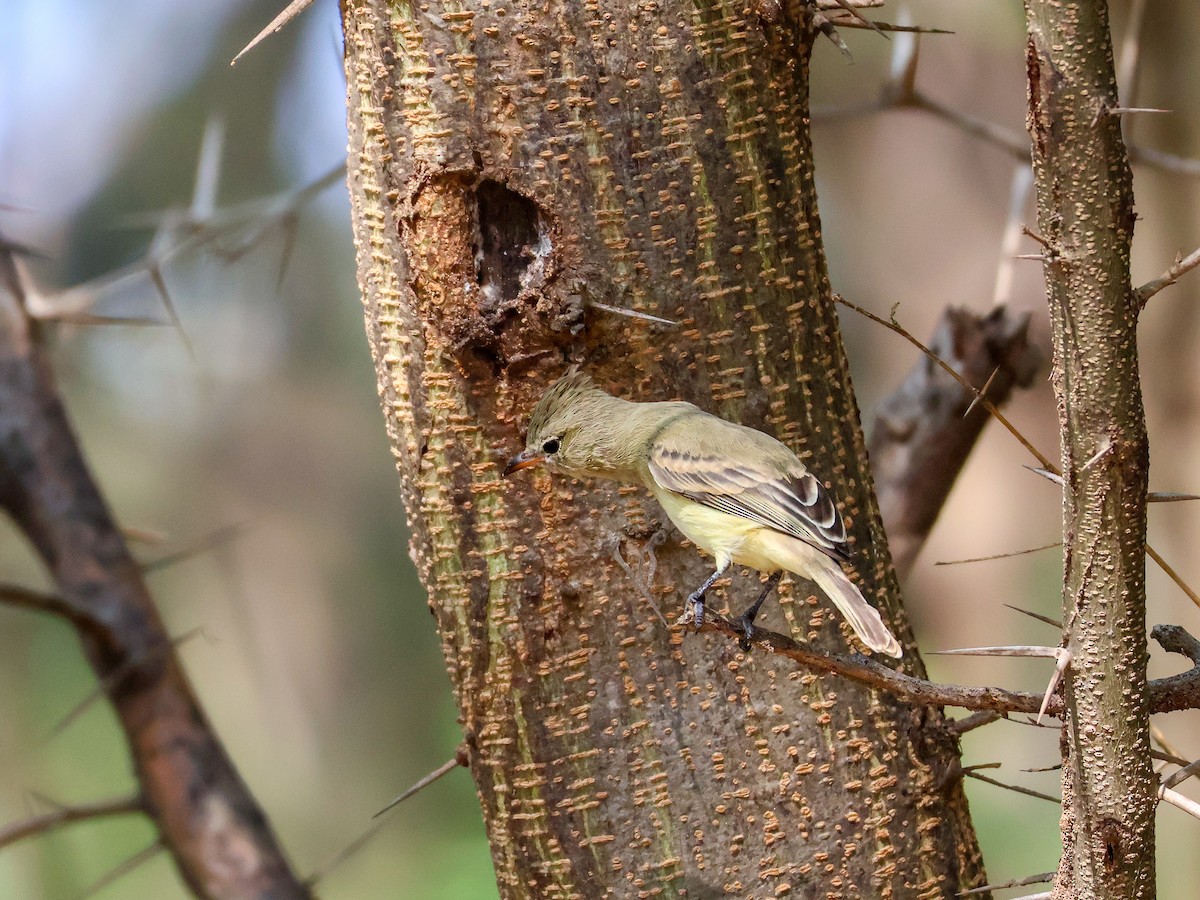 Northern Beardless-Tyrannulet - ML645480274