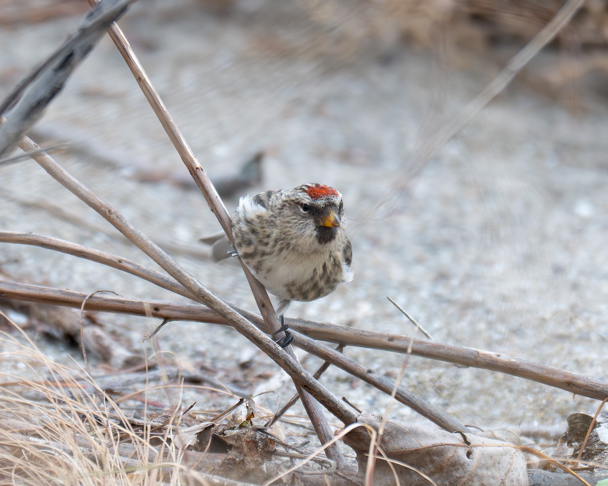čečetka zimní - ML645480275