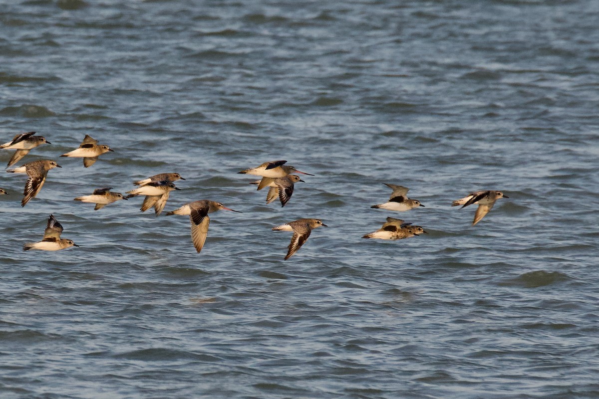 Bar-tailed Godwit - ML645480281